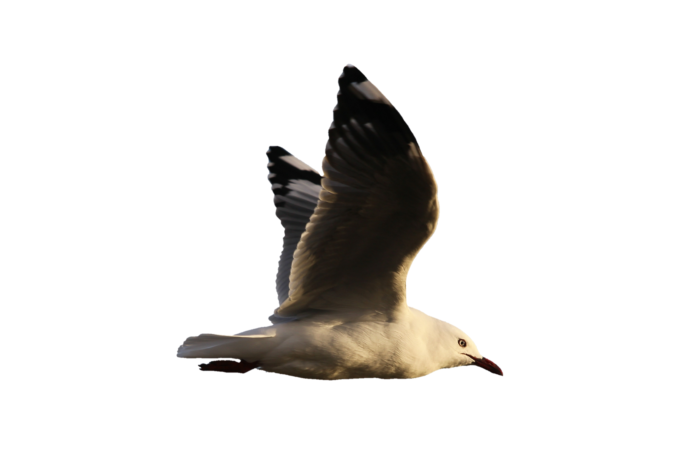 Flyvende måge